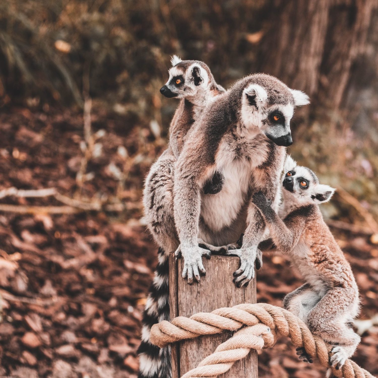Madagascar - Crédit Roman Laschov